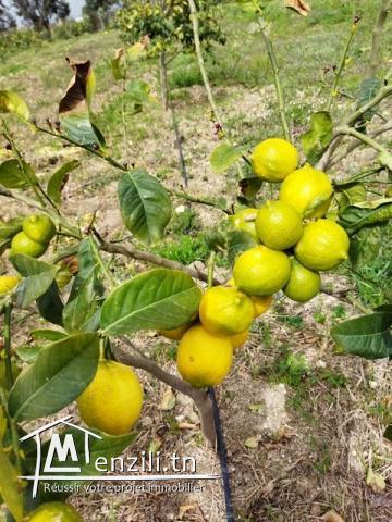 Ferme de 1 hect et 5500m2 a el haouaria cap bon