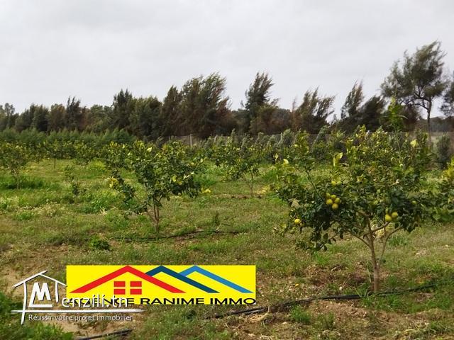 Ferme de 1 hect et 5500m2 a el haouaria cap bon