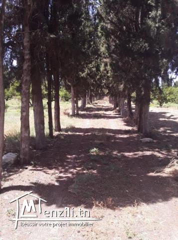 Une très belle ferme de 4 hectares à Soliman