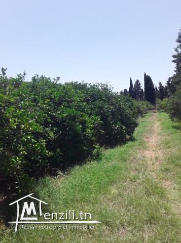 Une très belle ferme de 4 hectares à Soliman