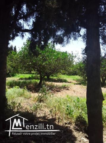 Une très belle ferme de 4 hectares à Soliman