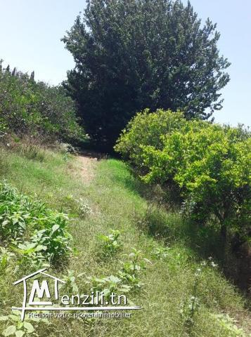 Une très belle ferme de 4 hectares à Soliman