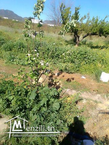 terrain a vendre a MORNEG EL ALELGA