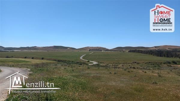 Terrain Agricole Lavender à Vendre à Mornag