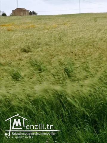 terrain a vendre 3500m² situé a dar allouch