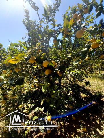 TERRAIN AGRICOLE  DE 6 HECTARES A VENDRE