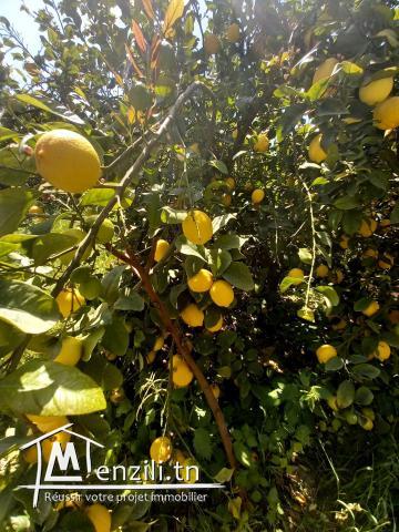 TERRAIN AGRICOLE  DE 6 HECTARES A VENDRE