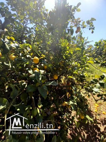 TERRAIN AGRICOLE  DE 6 HECTARES A VENDRE