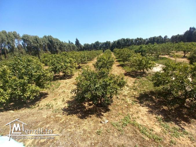 TERRAIN AGRICOLE  DE 6 HECTARES A VENDRE