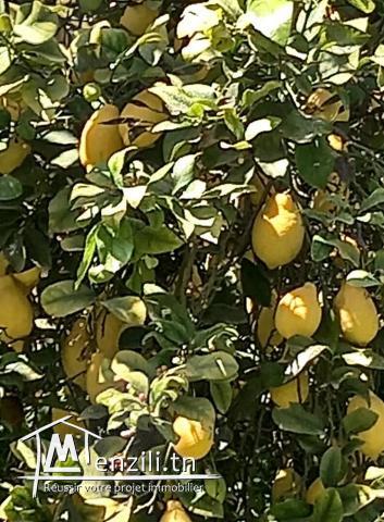 TERRAIN AGRICOLE  DE 6 HECTARES A VENDRE