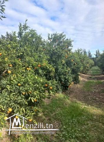 TERRAIN AGRICOLE  DE 6 HECTARES A VENDRE