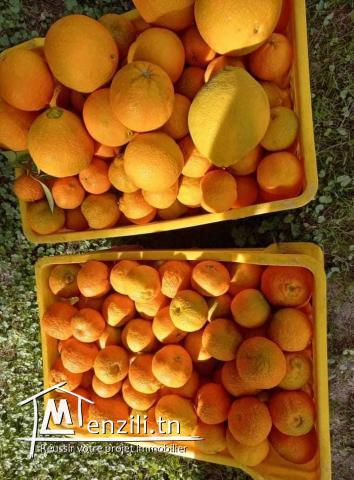 TERRAIN AGRICOLE  DE 6 HECTARES A VENDRE