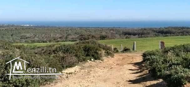 أراضي بداية من 12.5مليون في تامزرات مسجّلة