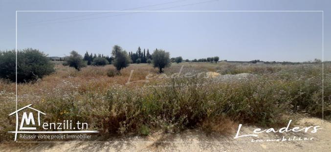 A VENDRE un terrain occasion