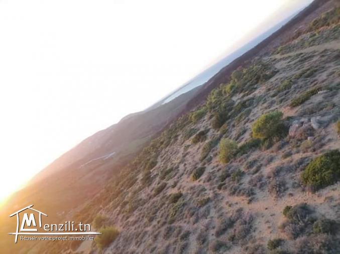 أرض ببنزرت الشمالية منطقة الناظور المنظر الجميل