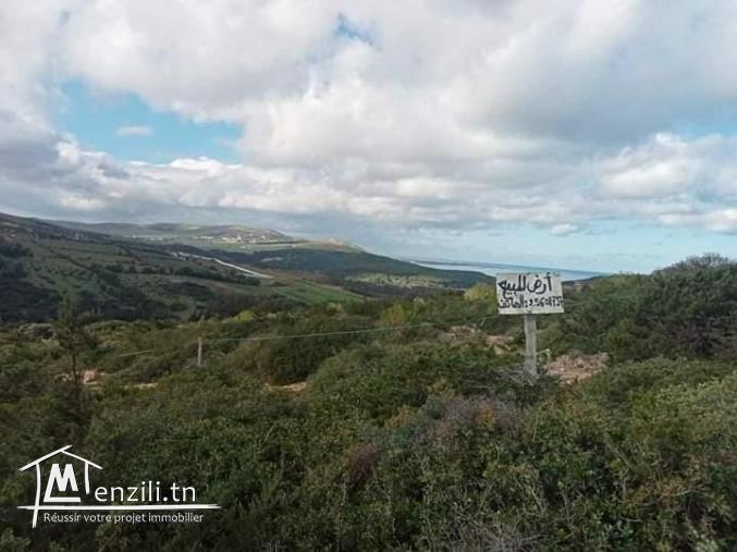 أرض ببنزرت الشمالية منطقة الناظور المنظر الجميل