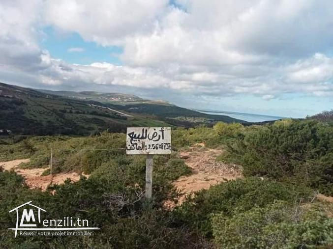 أرض ببنزرت الشمالية منطقة الناظور المنظر الجميل