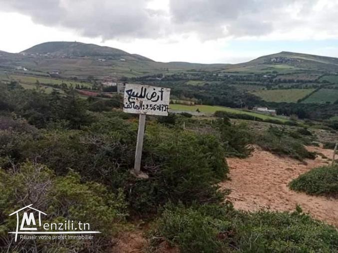 أرض ببنزرت الشمالية منطقة الناظور المنظر الجميل