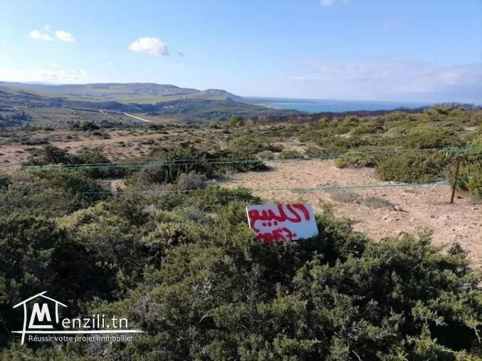 أرض ببنزرت الشمالية منطقة الناظور المنظر الجميل