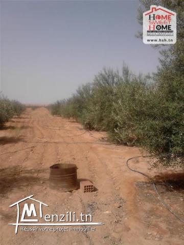 Terrain Agricole Ksar Daghara à Vendre à Remada