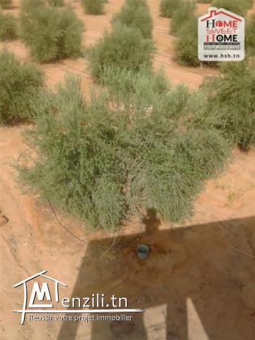 Terrain Agricole Ksar Daghara à Vendre à Remada