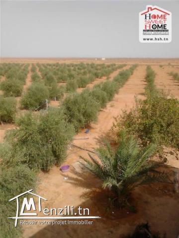 Terrain Agricole Ksar Daghara à Vendre à Remada
