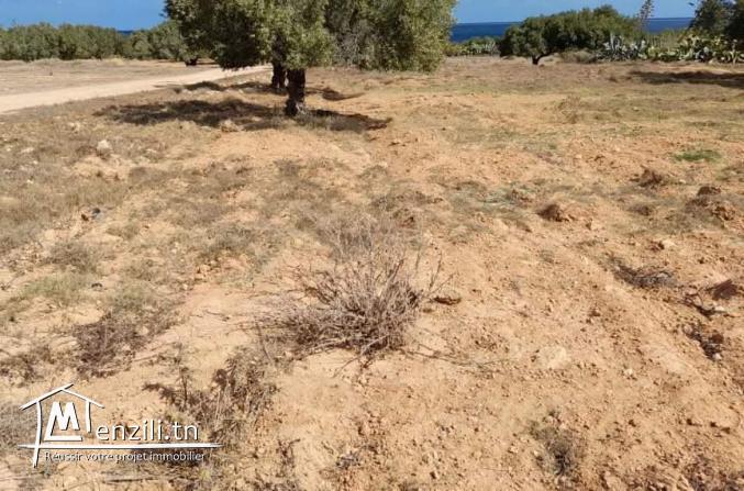 Terrain a vendre a teboulba monastir
