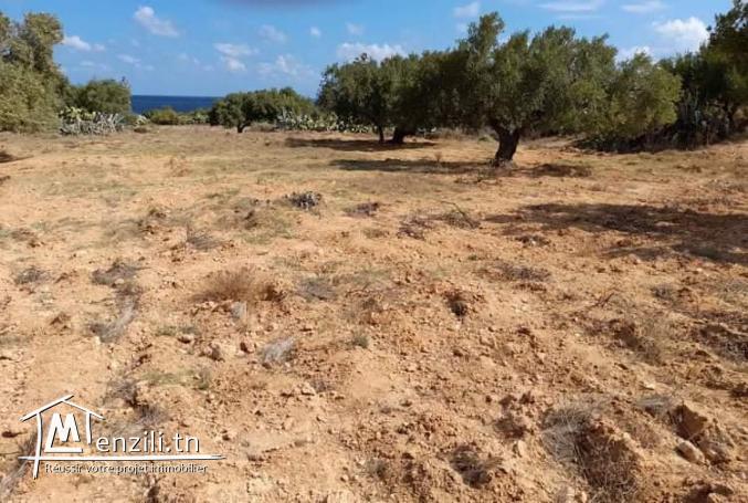 Terrain a vendre a teboulba monastir