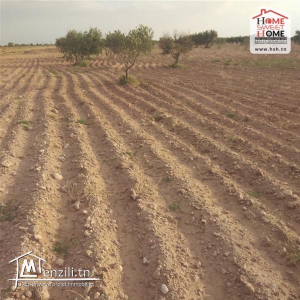 Terrain Agricole Liellauki à Vendre à Skhira