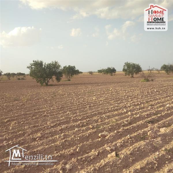 Terrain Agricole Liellauki à Vendre à Skhira