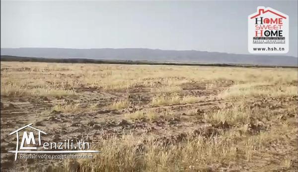 Terrain Agricole Musa à Vendre à Sidi Aich