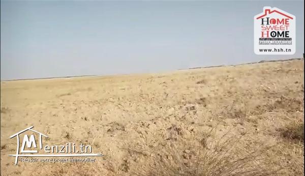 Terrain Agricole Musa à Vendre à Sidi Aich