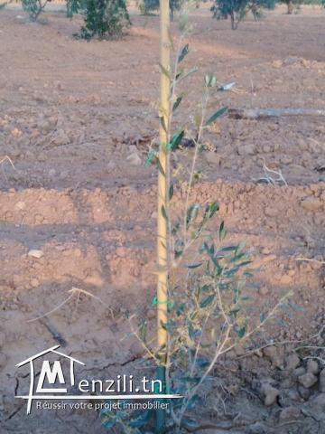 Terrain agricole titre bleu