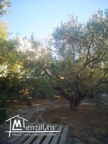 Maison non finie avec grand jardin