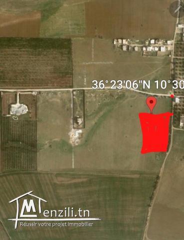 TERRAIN A VENDRE SIDI MTIR / HAMMAMET SUD
