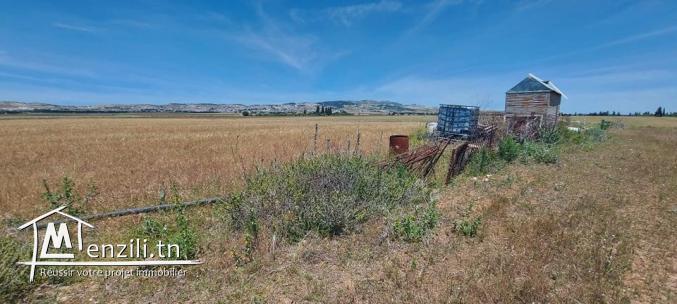 Terrain à vendre à KEF(Boulifa)