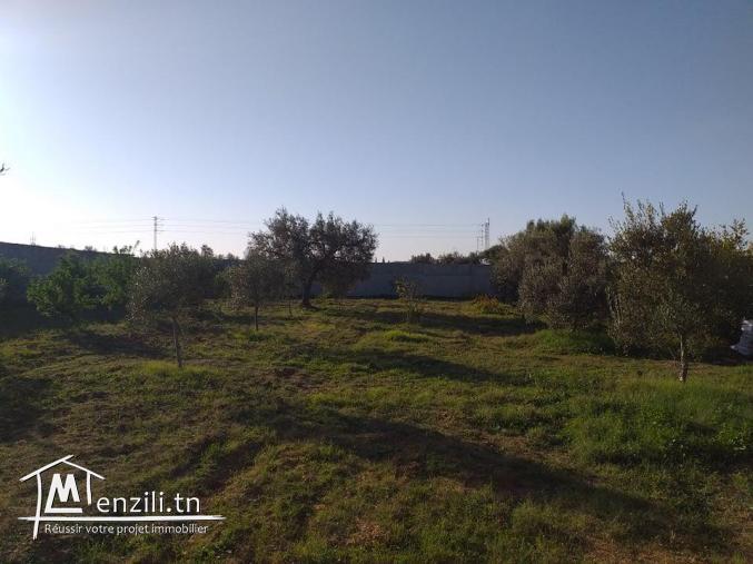 terrain de projet à moknine