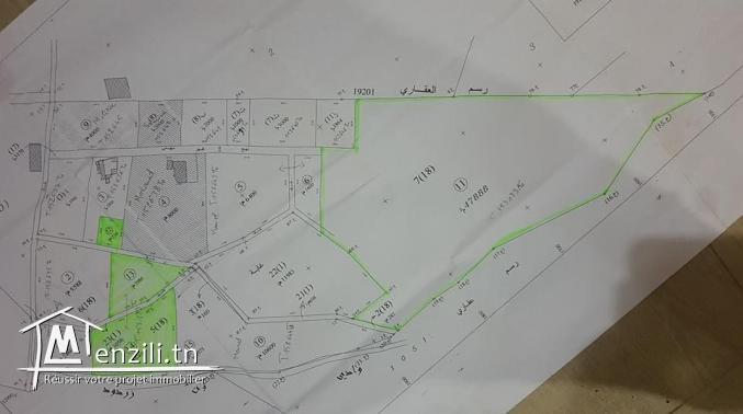 Avendre terrain a borj touil