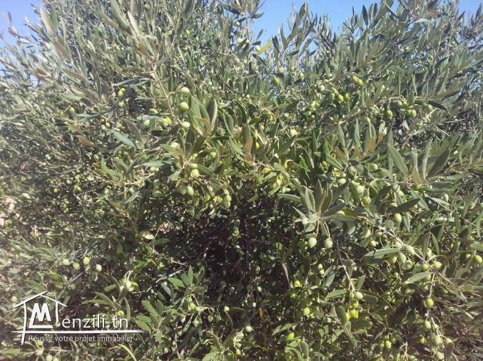 VENTE TERRAIN A KERKENNAH