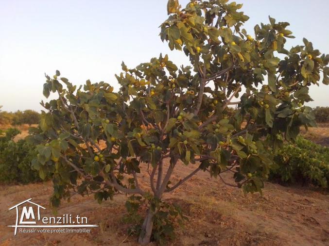 VENTE TERRAIN A KERKENNAH