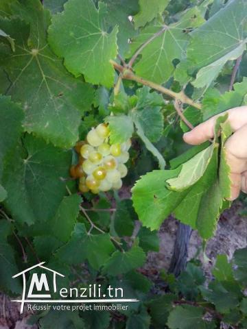 VENTE TERRAIN A KERKENNAH