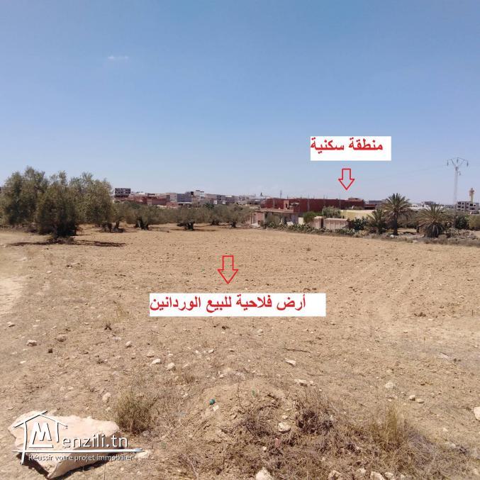 Terrain agricole Oliviers a vendre Ouerdanine -Monastir