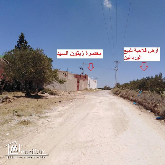 Terrain agricole Oliviers a vendre Ouerdanine -Monastir