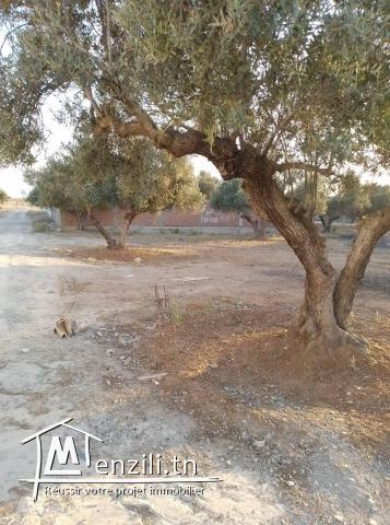 Terrain à vendre à Borj  Touil