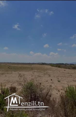 قطعة أرض 1000م للبيع ببرج السدرية