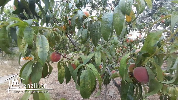 Villa duplex avec jardin et petite Senia