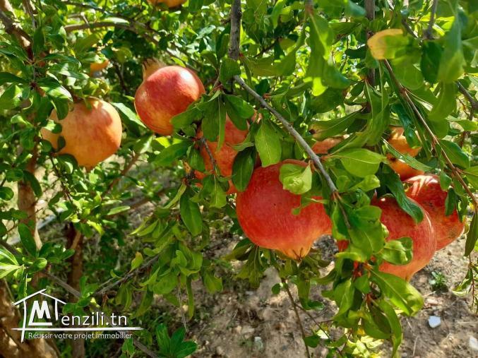 Villa duplex avec jardin et petite Senia