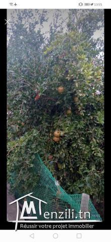 Villa a vendre Tabarka