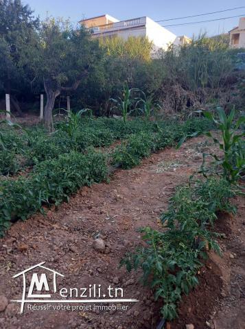 Terrain à rafraf el hmeri