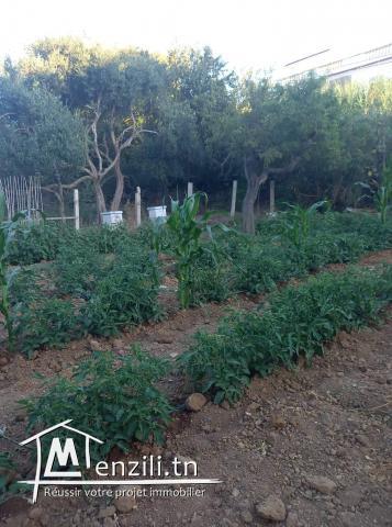 Terrain à rafraf el hmeri